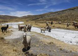 La sequía en las zonas andinas de Perú, de las peores en más de medio siglo, se ha acentuado por el evento La Niña.