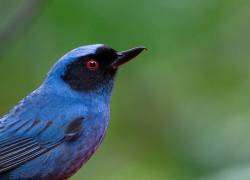 El cantón Patate, de la provincia de Tungurahua, fue nombrado como el primer Pueblo Mágico del Ecuador. Forma parte de una ruta donde se observan más de 375 especies de aves.