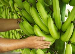 La producción de banano ecuatoriano durante las semanas 1 a la 44 de este año, mantiene niveles superiores versus el 2022.