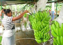 La producción de banano aumentó el presente año en Ecuador.