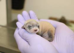 &#039;Elizabeth Ann&#039;, primer hurón de patas negras clonado. Foto: Revive & Restore vía The New York Times