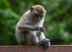 La alarma despertada por los casos de viruela del mono detectados en países donde esta enfermedad no es endémica contrasta con la situación en África.
