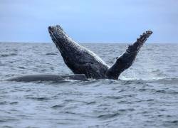 Ballena jorobada en costa ecuatoriana.