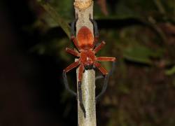 Araña cangrejo gigante, recién descubierta en el Parque Nacional Yasuní (Ecuador).