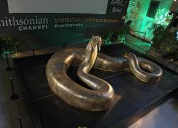 Titanoboa: La boa más grande de la historia que podía medir hasta 15 metros