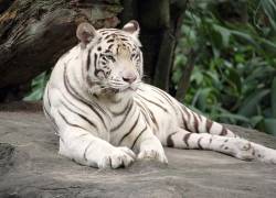 Ladrones entraron a robar en una jaula de tigre blanco en Argentina.