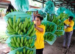 Imagen referencial de mujeres revisando racimos de banano en Ecuador.