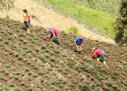 Más de 42.000 dólares se han invertido en el programa Sembrando Futuro que desarrolla Atico Mining Corporation en Sigchos, provincia de Cotopaxi.