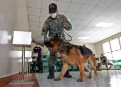 Quince perros son entrenados para que identifiquen a los contagiados con covid-19 en Ecuador.