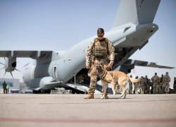 Si llega con estos animales, buscaremos una franja horaria para su avión, tuiteó Wallace.