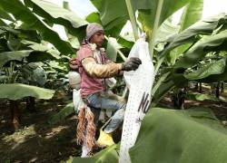 500 pequeños productores bananeros de Cañar, El Oro y Guayas serán partícipes del Programa de Educación Dual en Producción Bananera Sostenible, ejecutado por Humboldt Zentrum en alianza con Agroban, y financiado por GIZ Ecuador.