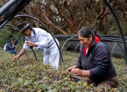 Alrededor de 10 millones de árboles ha logrado plantar Acción Andina, ayudando a la biodiversidad y seguridad hídrica en la región.