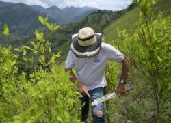 José del Carmen Abril, joven campesino de Catatumbo que se dedica a la cosecha de coca.