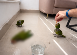 Captura de video viral que muestra a tres loros cabecirrojos que colapsaron por efectos de la ola de calor en Guayaquil.