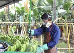 Latinoamérica representa el 60 por ciento de la producción global de banano.