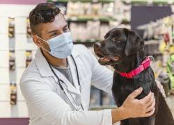 Varios animales ya están siendo vacunados en veterinarias y centros de atención.