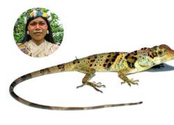 Un nuevo tipo de lagartija descubierto en El Oro fue nombrada “Anolis nemonteae”, como la activista Waorani Nemonte Nenquimo.