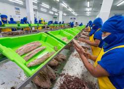 Trabajadores procesan los filetes de atún de exportación
