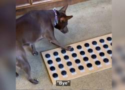 Stella y Bunny son otros dos perros que se han convertido en estrellas debido al uso de estos botones especiales.