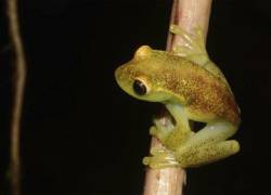 Los expertos han asociado a la Hyloscirtus conscientia con la Hyloscirtus mashpi de la provincia de Pichincha.