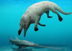 El animal parecía una ballena, pero poseía cuatro patas con dedos palmeados como los patos y ranas.