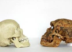 El Homo Sapiens sería una mezcla entre otras especies.