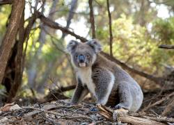 Los incendios en Australia mataron al 30% de la población de Koalas.