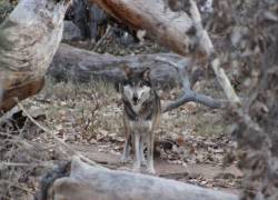 Nueve lobos escaparon de su jaula en un zoológico de Francia