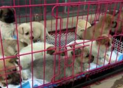 Más de 150 jaulas de cachorros de perros y gatos eran transportados de manera hacinada.