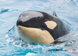 Amaya era la orca más joven de SeaWorld y las autoridades de la institución dijeron que estaba enferma.