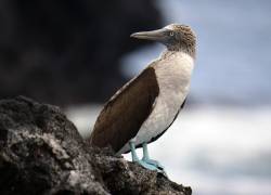 Activan plan para proteger a las aves de Galápagos ante influenza aviar