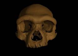 El cráneo tenía 140.000 años de antigüedad.