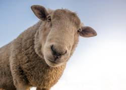 Fotografía de referencia de una oveja.