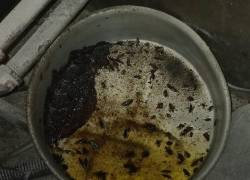 Fotografía que muestra insectos dentro de una olla utilizada en una de las panaderías clausuradas este martes por el ARCSA.