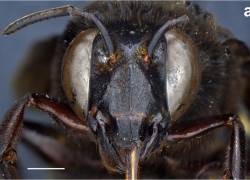 Fotografía sin fecha cedida por Inabio que muestra la abeja de las orquídeas (Eulaema meriana), encontrada en un sector de la provincia de Los Ríos, en la región tropical del sureste de Ecuador.