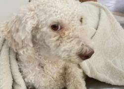 Buscan recursos para salvar la vida de 'Jaimito', un perro que perdió su órgano reproductor