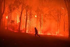 $!Los incendios forestales que sufrió Australia entre el 2019 y 2020, que cobraron la vida de aproximadamente 60.000 koalas según el Fondo Mundial para la Naturaleza de Australia (World Wide Fund for Nature-Australia).