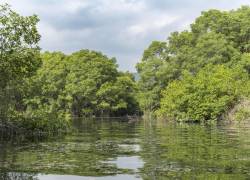 En el Golfo de Guayaquil se encuentra el estuario más extenso de la costa pacífica de América del Sur, allí se concentra el 83% de los manglares del país.