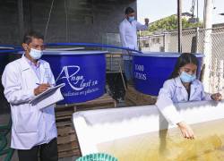 El laboratorio de acuicultura del IPIAP cuenta con infraestructura para bioensayos biológicos base.