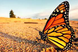 $!La mariposa monarca está en peligro de extinción