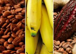 Entre los productos beneficiados figuran el café, cacao, piña, mango, pitahaya, otras frutas tropicales, entre otros.