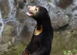 Zoo chino niega que uno de sus osos sea un humano disfrazado.