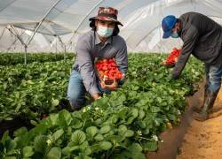 Son unas 250 personas de cada nacionalidad cuya selección y llegada coordinan varias organizaciones agrarias.