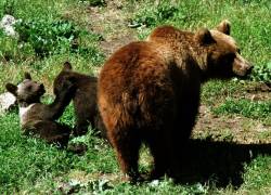 Rock: el curioso método usado por una región japonesa para evitar ataques de osos