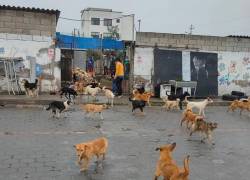 Un refugio animal ubicado en el norte de Quito fue desalojado.