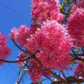 Los arupos florecen y Quito se llena de color