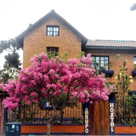 Los arupos florecen y Quito se llena de color