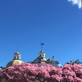 Los arupos florecen y Quito se llena de color