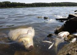 El Óder es un río considerado relativamente limpio desde hace numerosos años y que alberga una cuarentena de especies de peces.