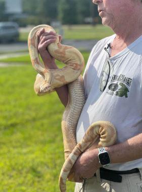 $!Rescate a la boa albina de 8 pies.